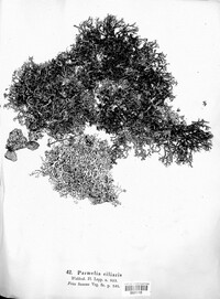 Anaptychia ciliaris ssp. ciliaris image